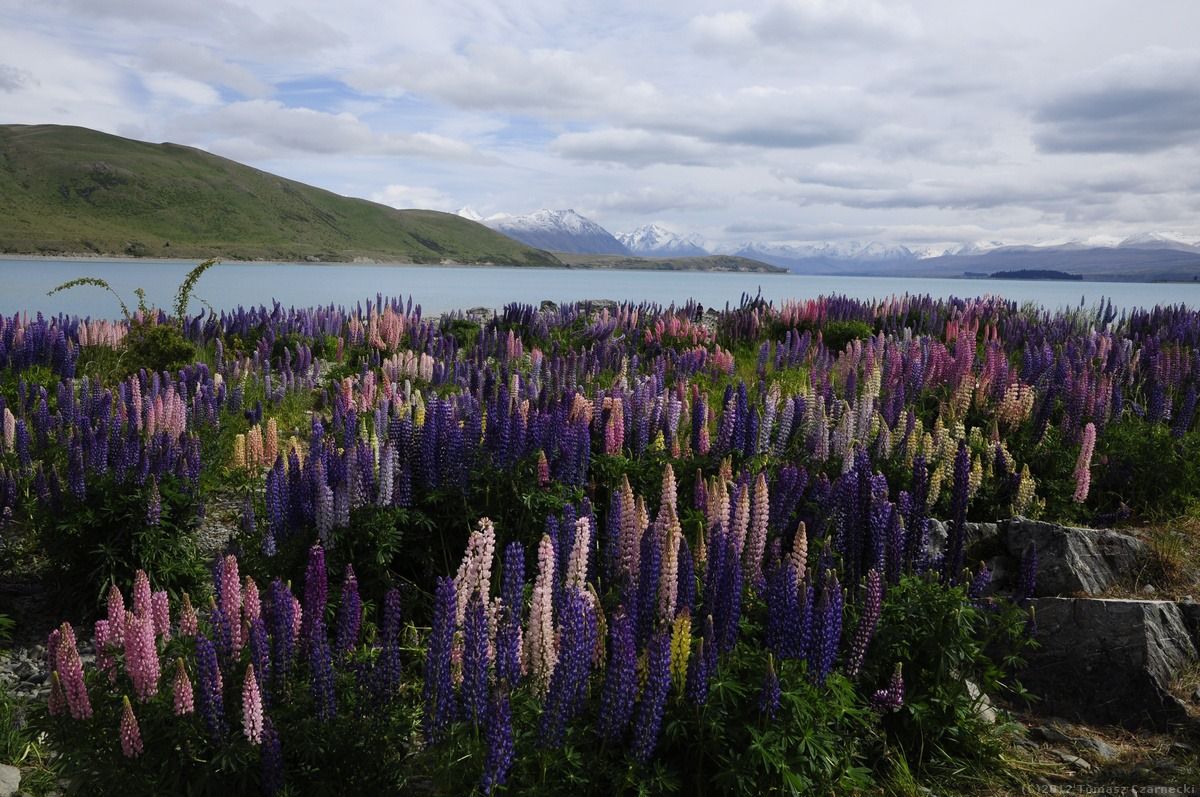 [:pl]Jezioro Tekapo – Obserwatorium astronomiczne Mt John[:en]Tekapo Lake – Mt John Astronomical Observatory[:de]Tekapo Lake – Mt John Sternwarte[:it]Tekapo Lago – Mt John Osservatorio Astronomico[:es]Lake Tekapo – Mt John Observatorio Astronómico[:fr]Lake Tekapo – Mt John Observatoire astronomique[:]